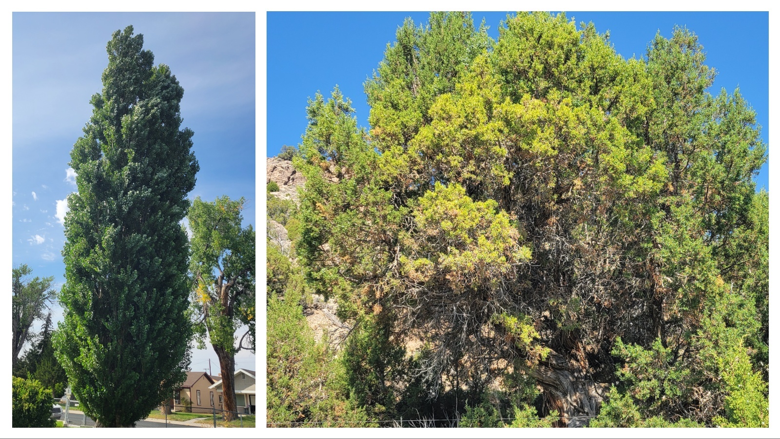 Mix Collage 30 Jan 2026 03 12 PM 3816