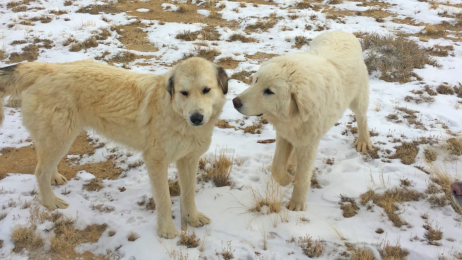 Guard dogs on the Ladder Ranch in Wyoming.