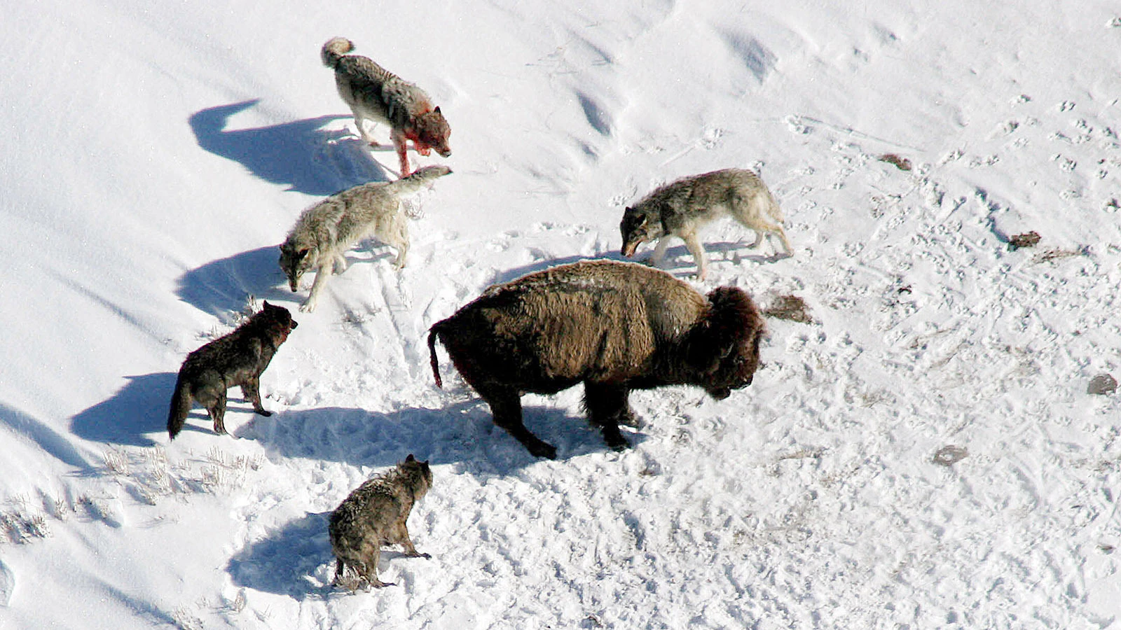 The Mollie's Pack surrounds a bison in Yellowstone National Park.