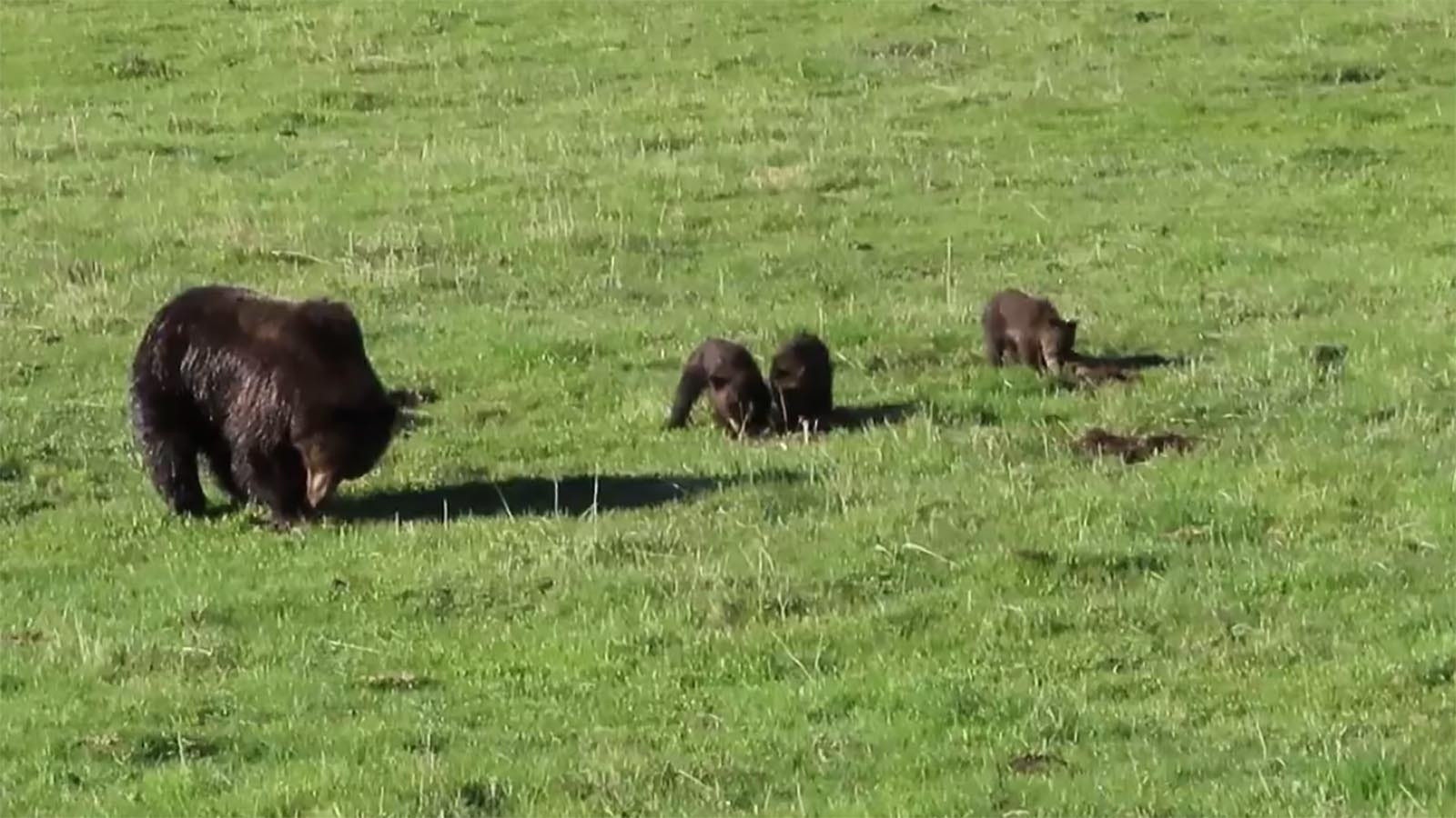 There’s been a boom of grizzly cubs in Yellowstone National Park this year, including this set of triplets.