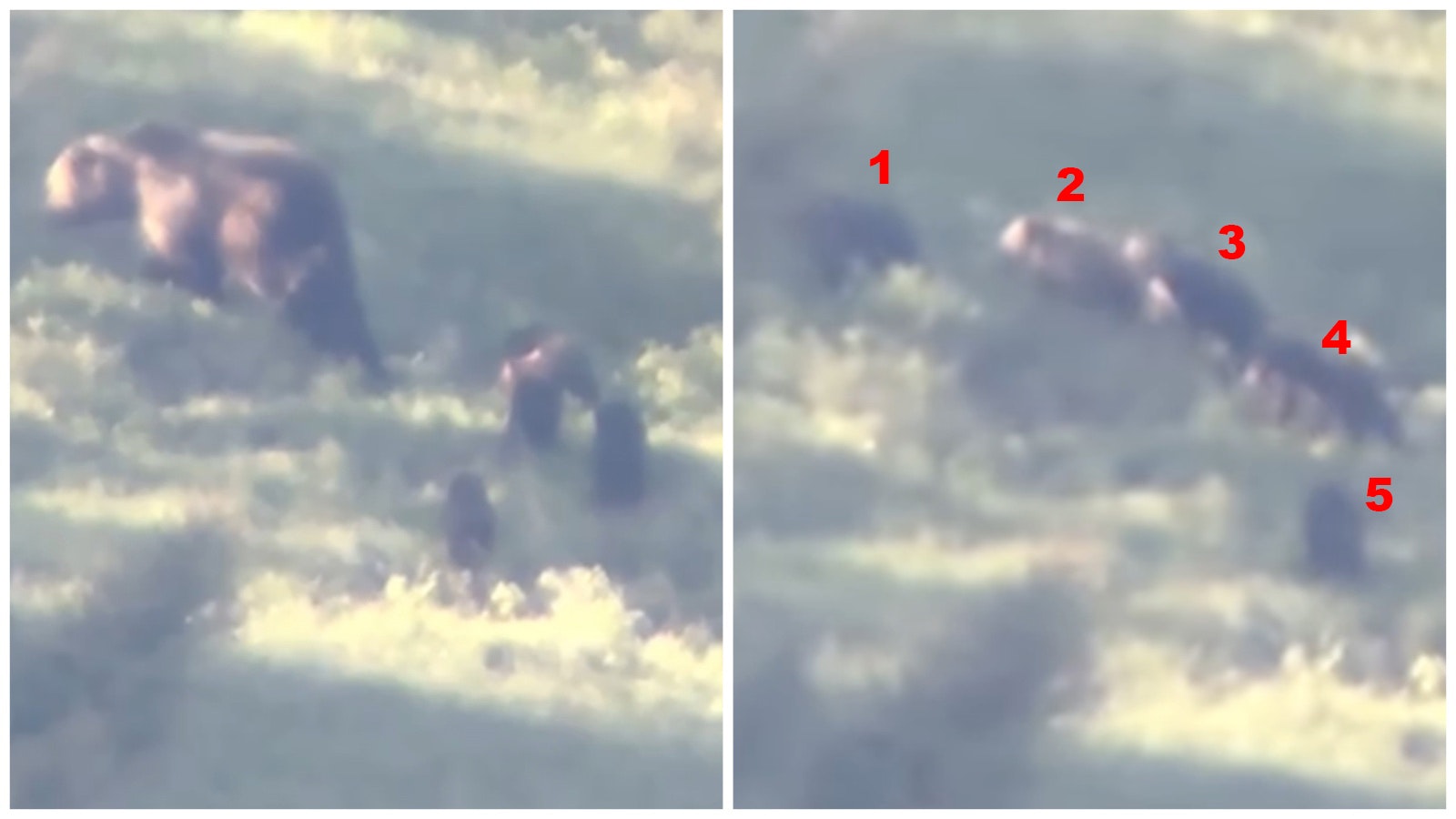 These still images from a video of a Yellowstone grizzly with five cubs in tow. Wildlife officials say a five-cub litter is almost unheard of and the sow may have adopted some of those cubs.