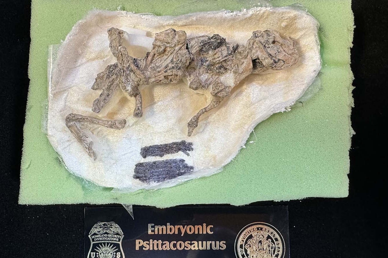 The tiny skeleton of an embryonic Psittacosaurus. This fossil was excavated in Mongolia or China, but its exact origin is unknown. It will now be part of the permanent fossil collection at the Tate Geological Museum in Casper.