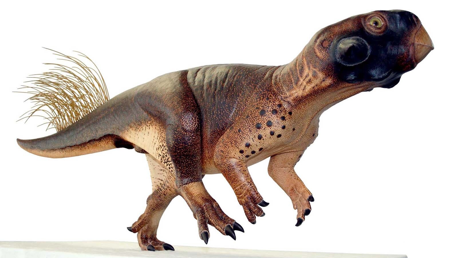 A model of an adult Psittacosaurus. The 6-foot-long, 80-million-year-old dinosaur is a relative of Triceratops, Wyoming's, state dinosaur.