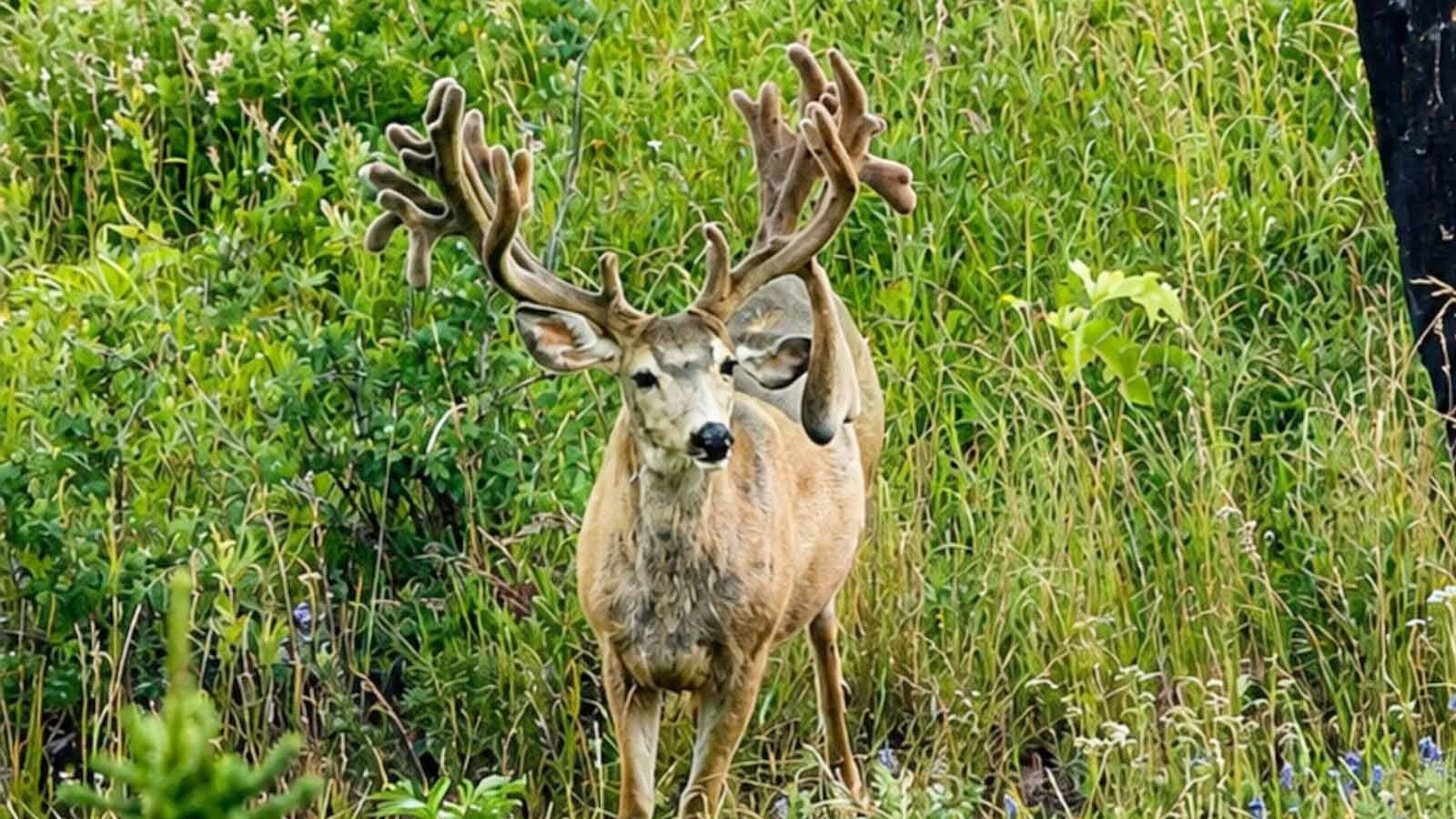 This mule deer buck, reported to be somewhere in Bondurant, could set the new record for Wyoming’s biggest buck ever.
