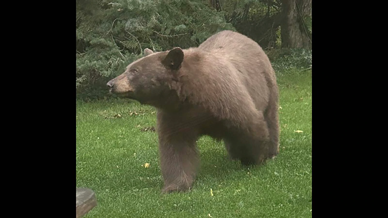 Bozeman, Montana resident Mike Clark said this large black bear has been coming into his yard every summer and fall for years.