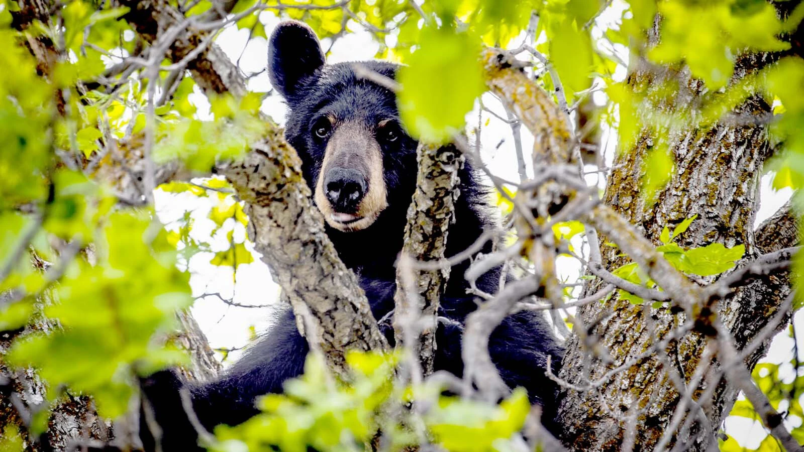 Black bears such as this one have practically overrun Bozeman, Montana. Wildlife officials recently euthanized 14 food-conditioned bears.