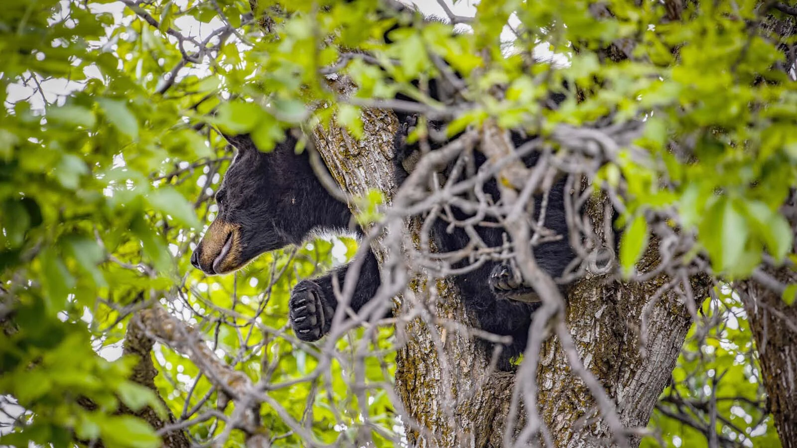 Black bears such as this one have practically overrun Bozeman, Montana. Wildlife officials recently euthanized 14 food-conditioned bears.