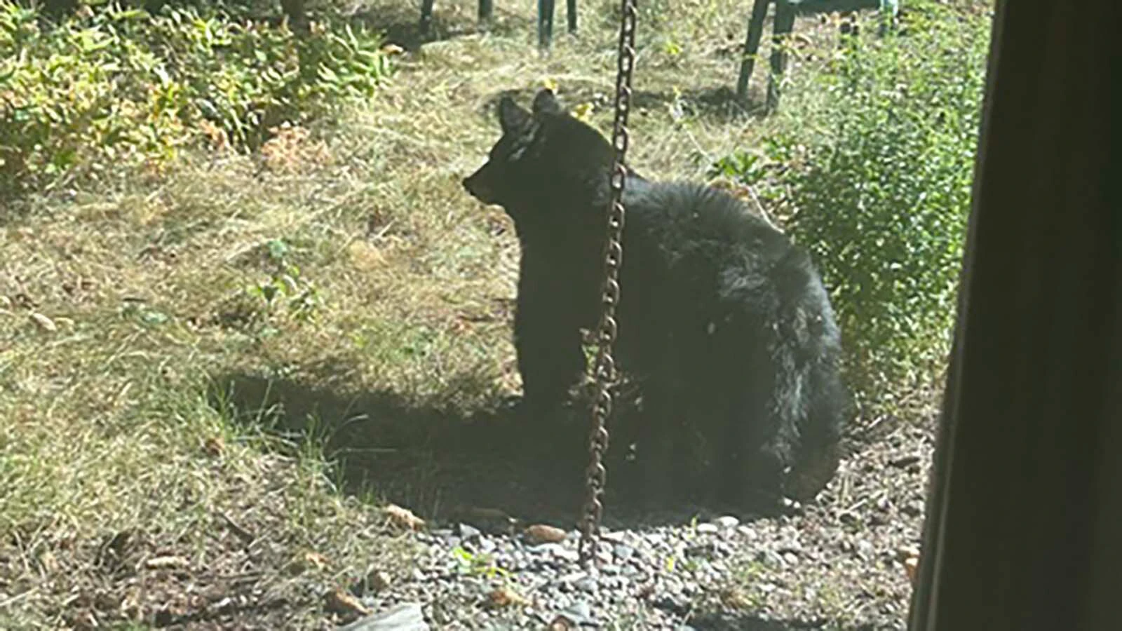 Bozeman, Montana, resident Mike Clark said black bears have been coming into his yard for years, and there have been more than ever this year.