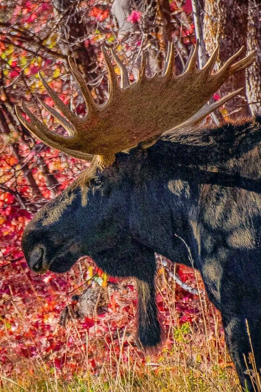 This moose, called The Beast, is on par with famous Teton titan bulls such as Hoback and Shoshone. But he’s on private property and doesn’t have to deal with mobs of tourists.