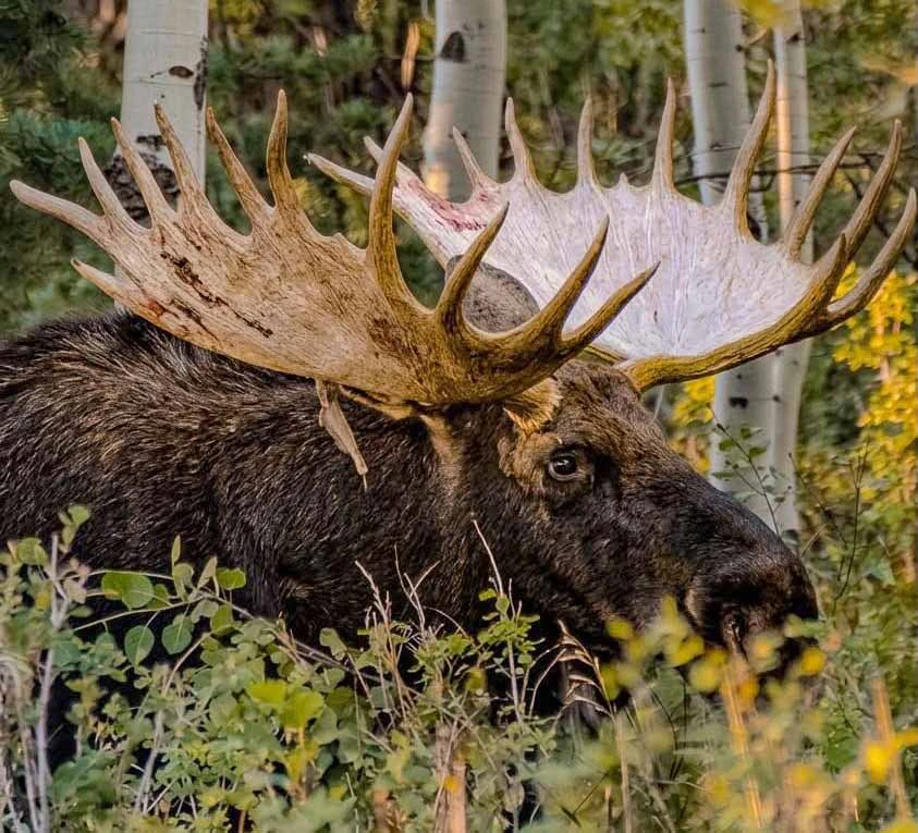 This moose, called The Beast, is on par with famous Teton titan bulls such as Hoback and Shoshone. But he’s on private property and doesn’t have to deal with mobs of tourists.