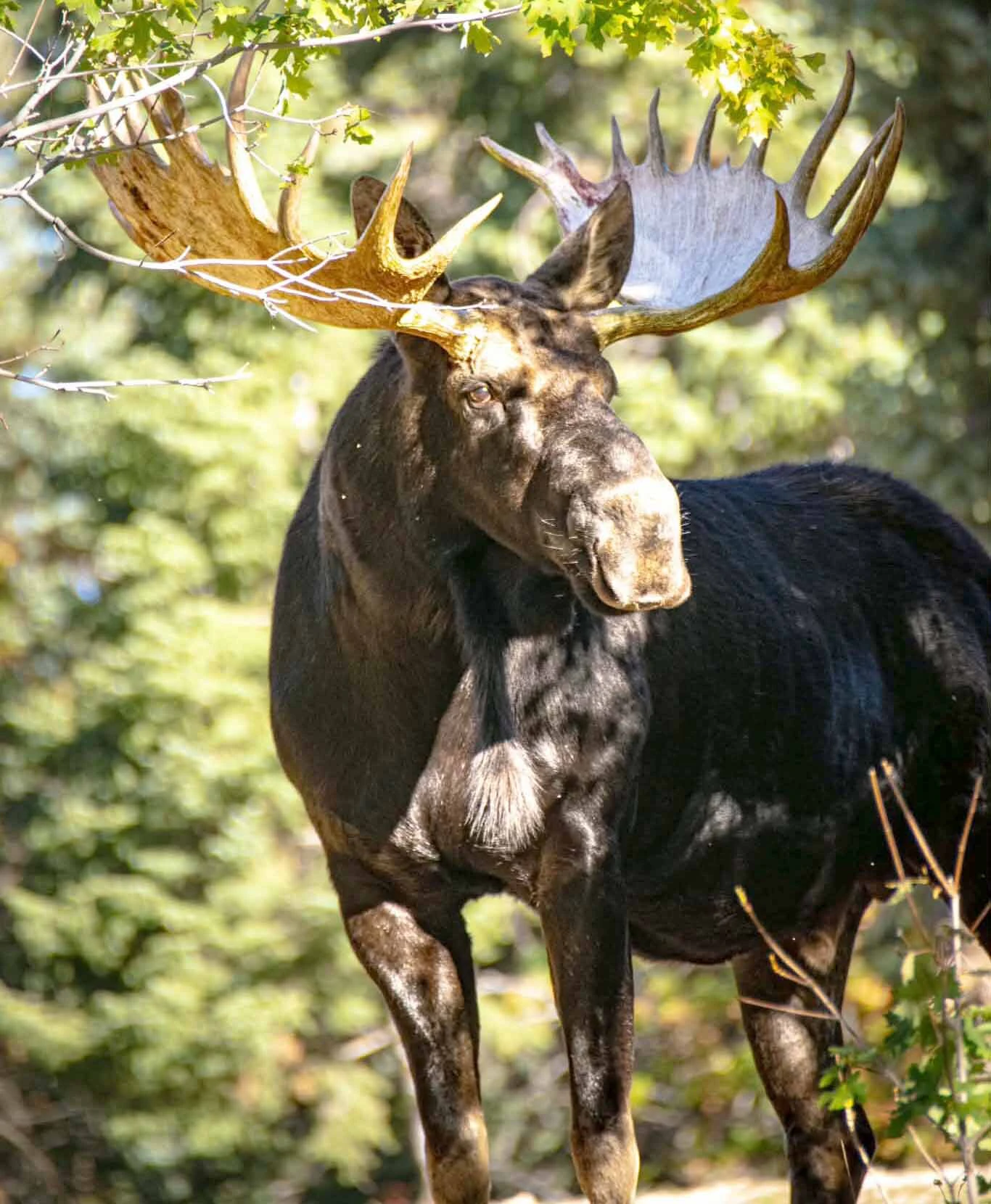 This moose, called The Beast, is on par with famous Teton titan bulls such as Hoback and Shoshone. But he’s on private property and doesn’t have to deal with mobs of tourists.
