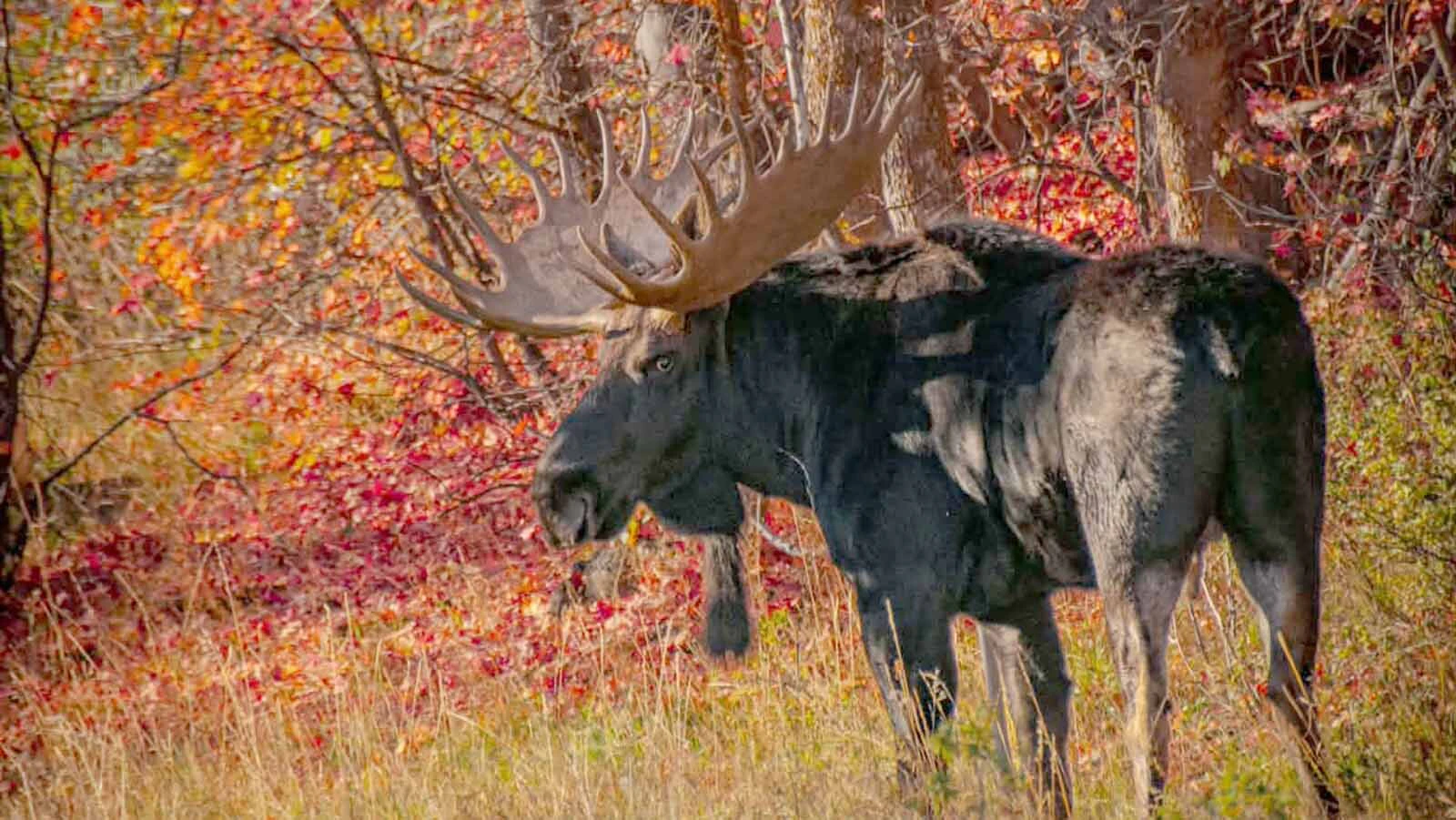 This moose, called The Beast, is on par with famous Teton titan bulls such as Hoback and Shoshone. But he’s on private property and doesn’t have to deal with mobs of tourists.