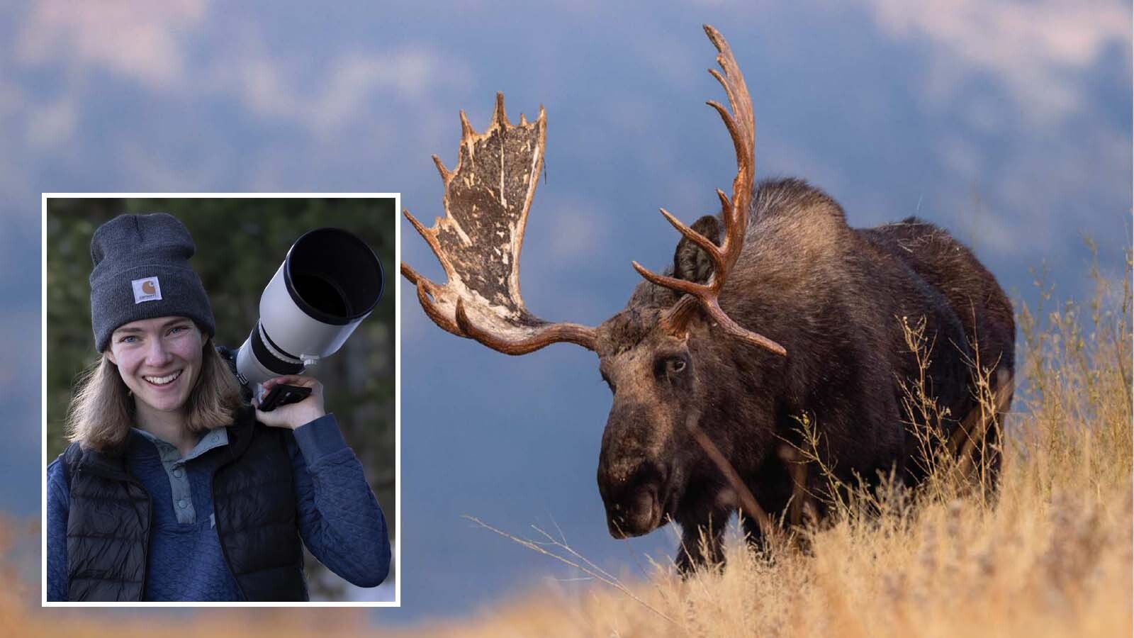 Juli Cook of Cody grew up in the shadow of Yellowstone National Park watching its famous wildlife. Now an emerging photographer, her debut book marries her breathtaking wildlife images and the stories behind the photos.