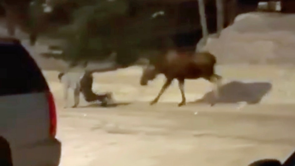 Moose attacks idiot