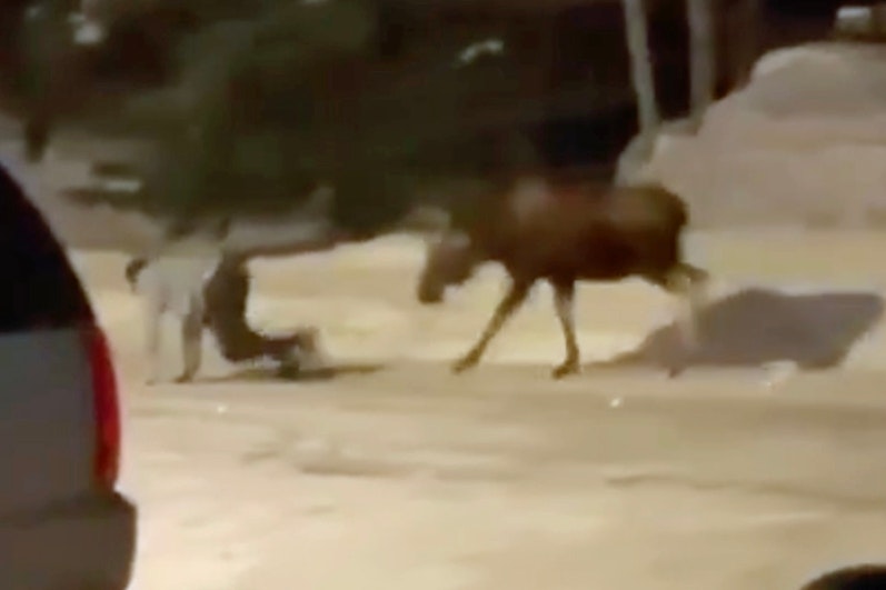 Moose attacks idiot