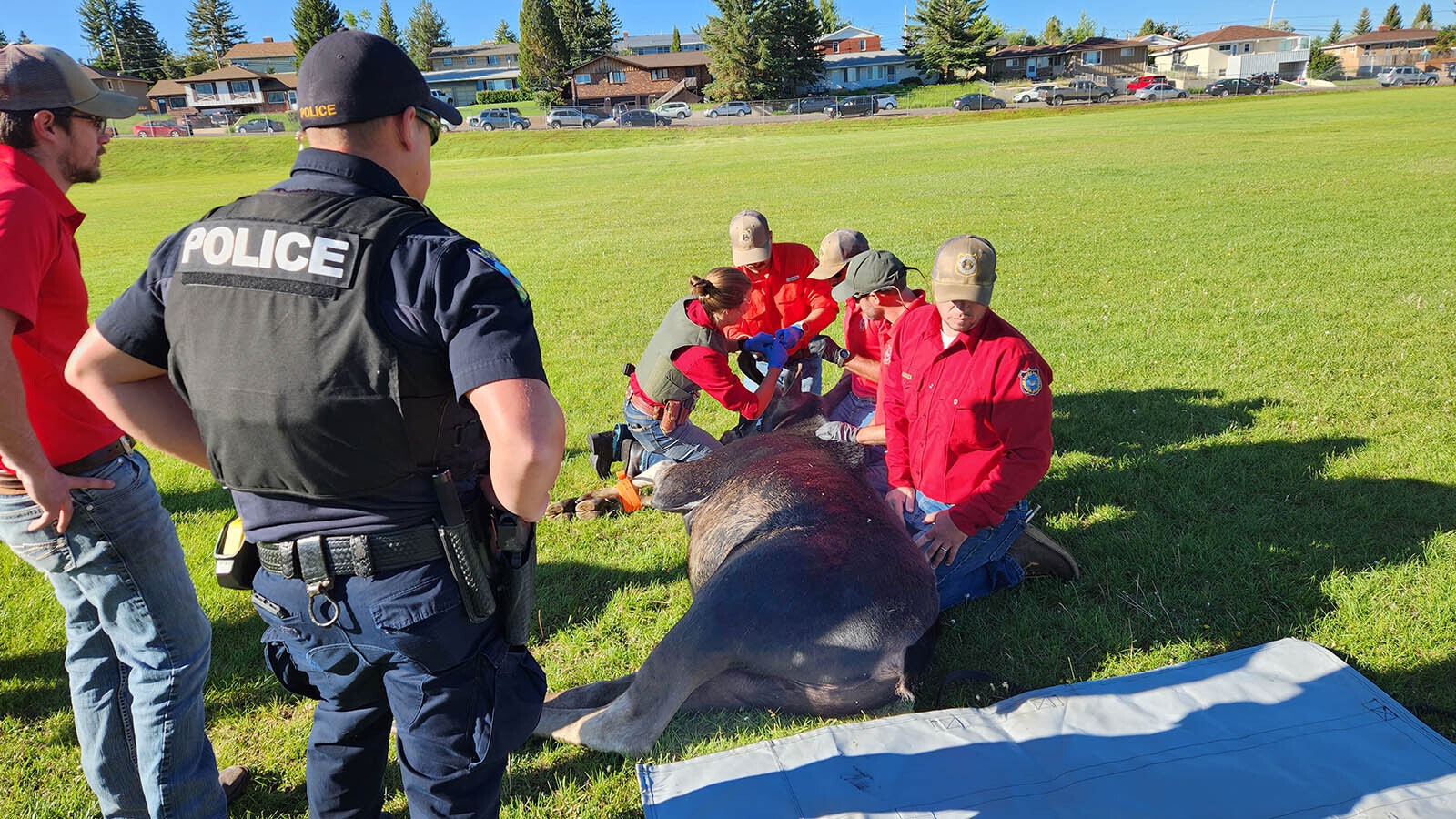 Game wardens and police officers tranquilized and captured a young bull moose on the grounds of Slade Elementary School in Laramie early Monday. The moose was taken to the Snowy Range Mountains and set free.