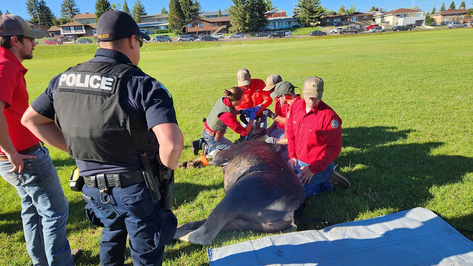 Game wardens and police officers tranquilized and captured a young bull moose on the grounds of Slade Elementary School in Laramie early Monday. The moose was taken to the Snowy Range Mountains and set free.
