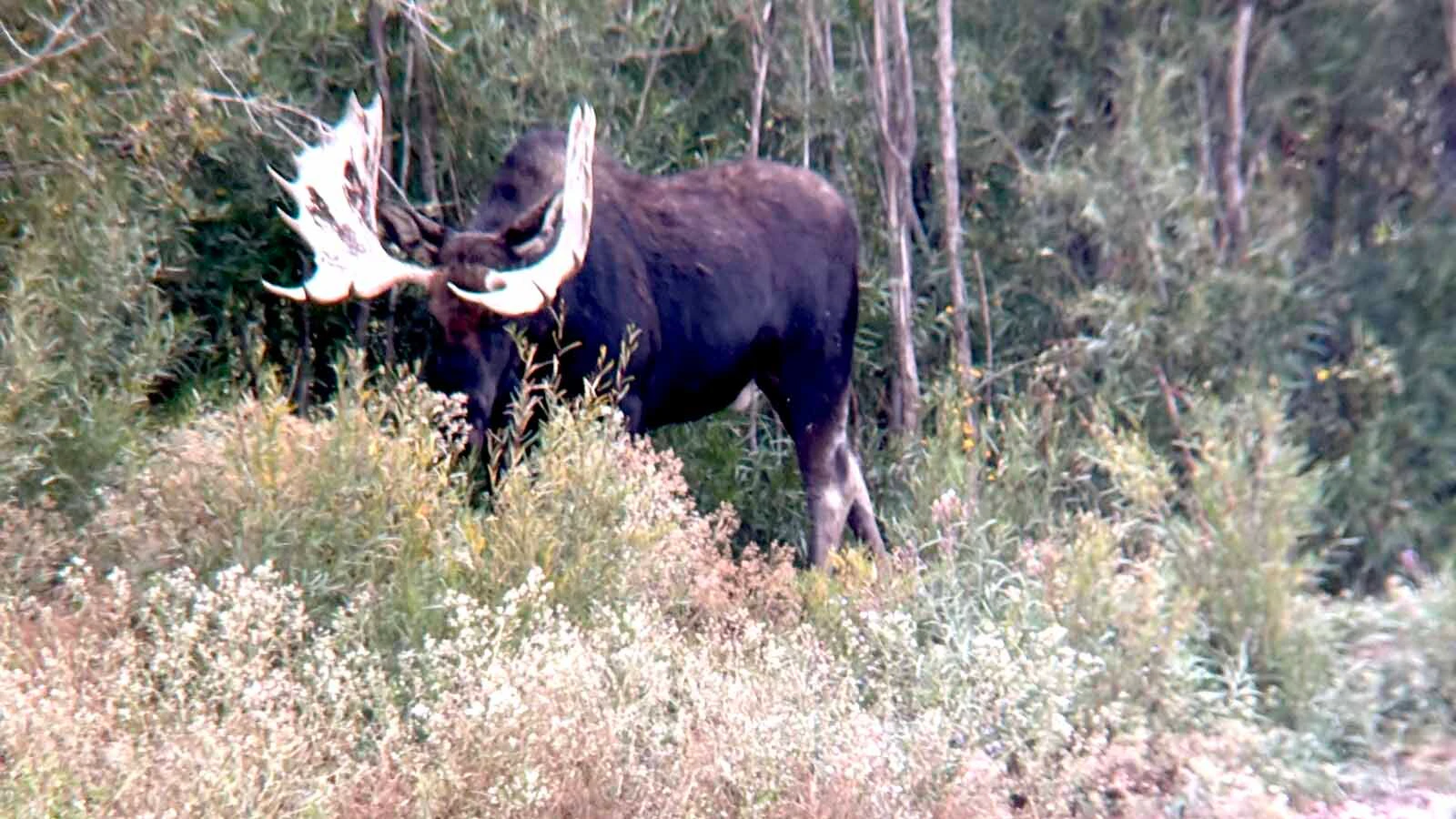 This gigantic Shiras moose bull is pictured here on Sept. 10. The day before, bowhunter Zach Key bagged it.