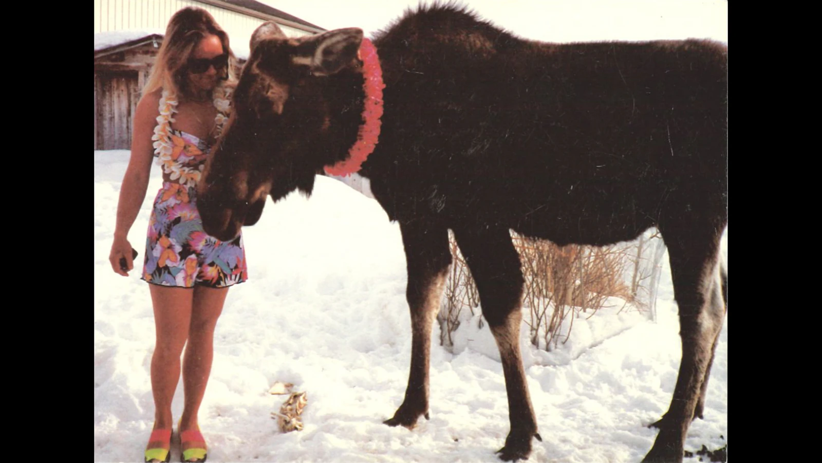 Pamela Chrisman stands beside one of the wild moose that regularly visited her Sublette County ranch.