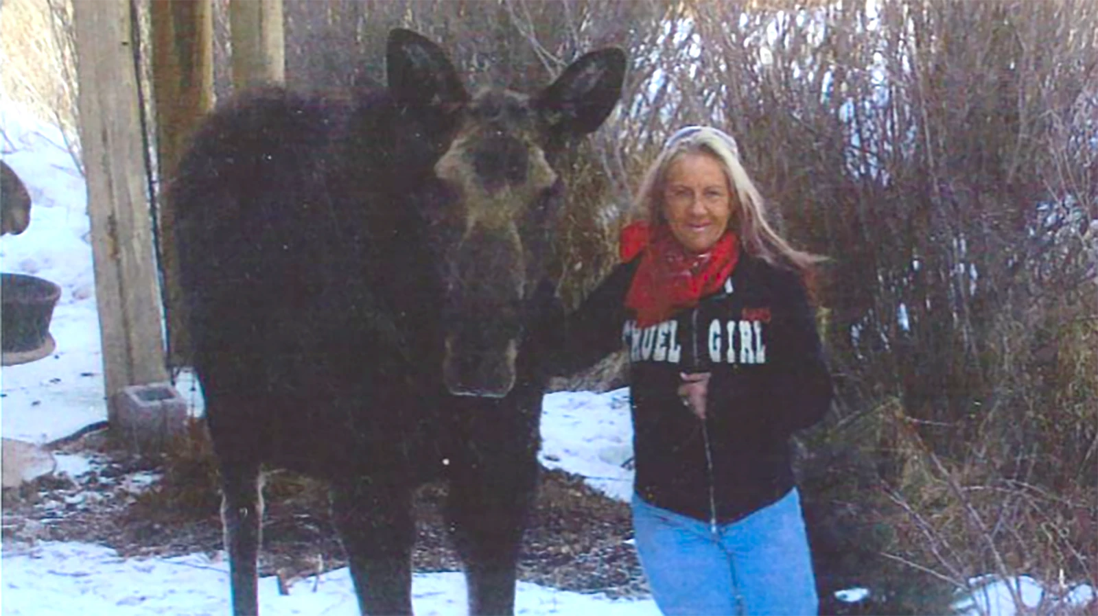 Fish Creek Ranch has long provided the quality habitat and low disturbance that Wyoming Game and Fish says can keep generations of moose returning to the same place.