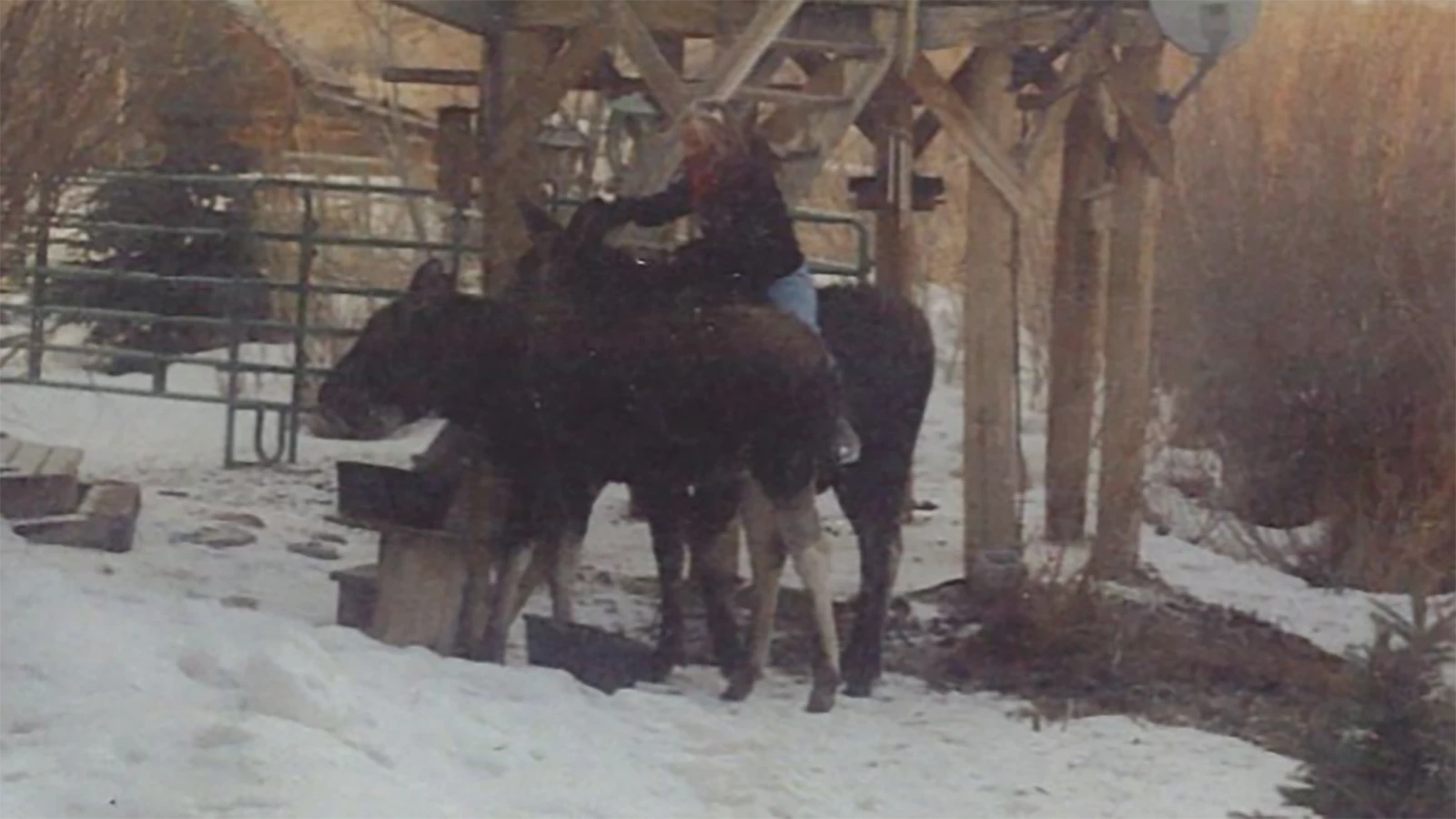 "They just liked me," said Pamela Chrisman on her remarkable 40-year relationship with wild moose. 