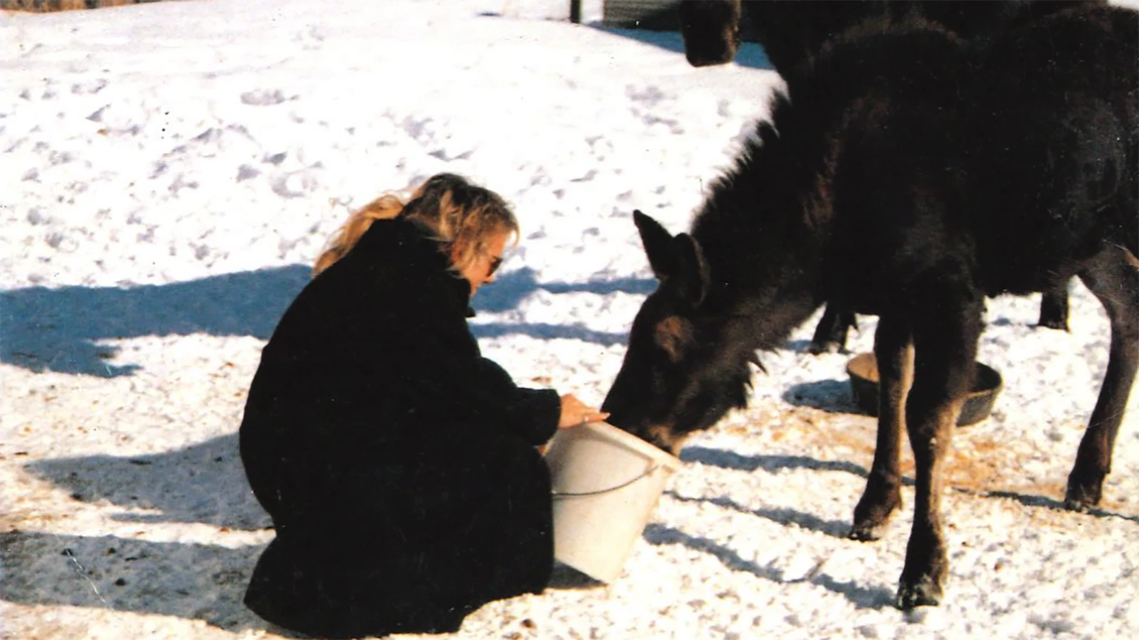 Surrounded by the rugged country beneath Snyder Basin, Fish Creek Ranch has quietly welcomed generations of wild moose for longer than Pamela Chrisman can remember. 