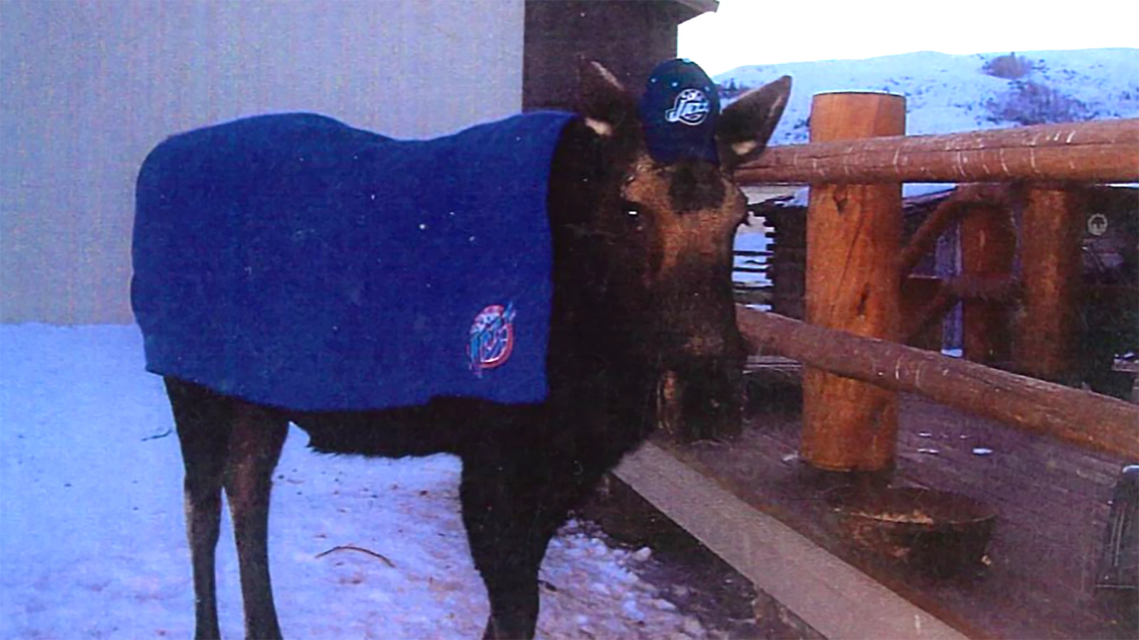 Surrounded by the rugged country beneath Snyder Basin, Fish Creek Ranch has quietly welcomed generations of wild moose for longer than Pamela Chrisman can remember. 