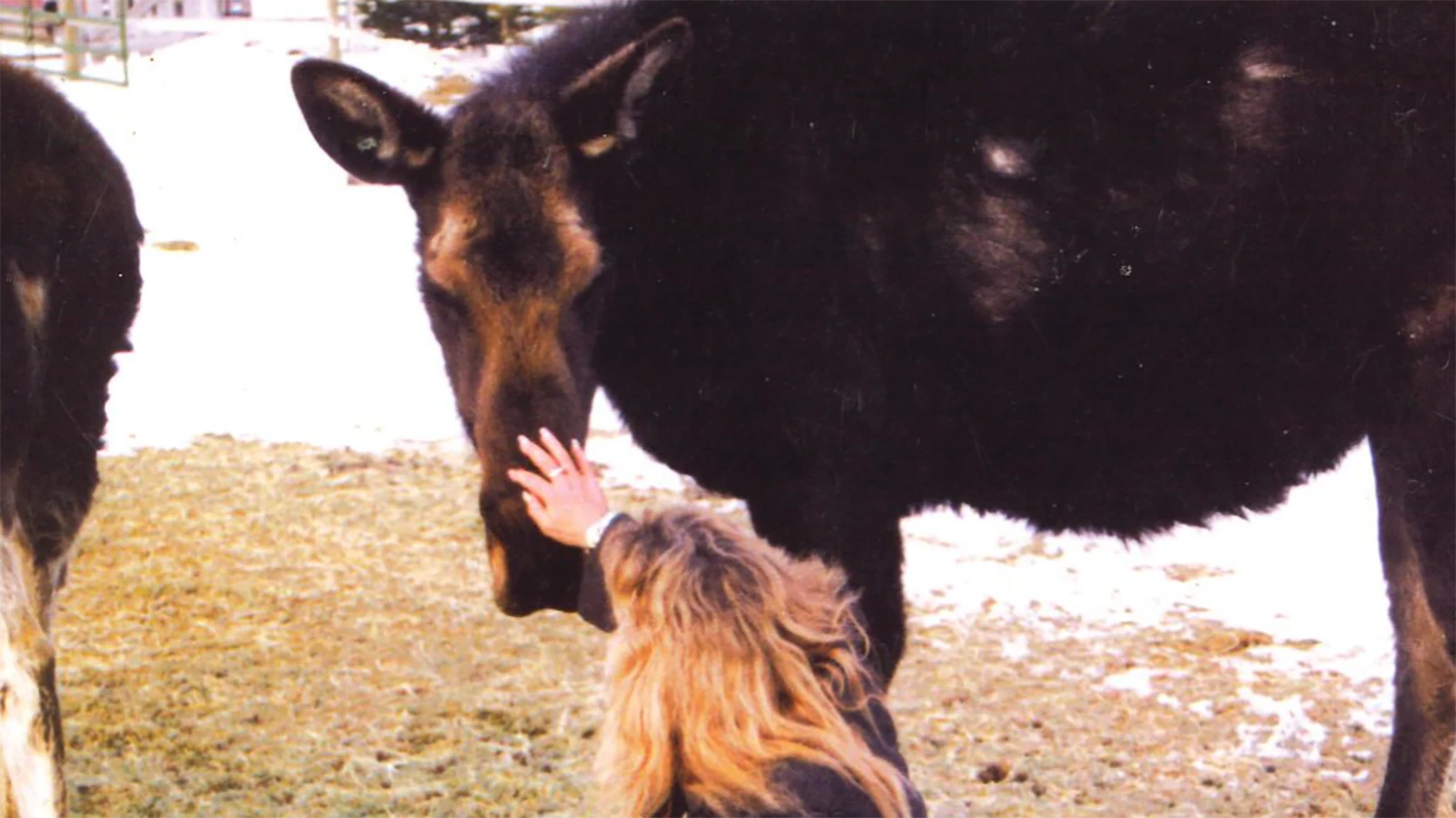 Surrounded by the rugged country beneath Snyder Basin, Fish Creek Ranch has quietly welcomed generations of wild moose for longer than Pamela Chrisman can remember. 