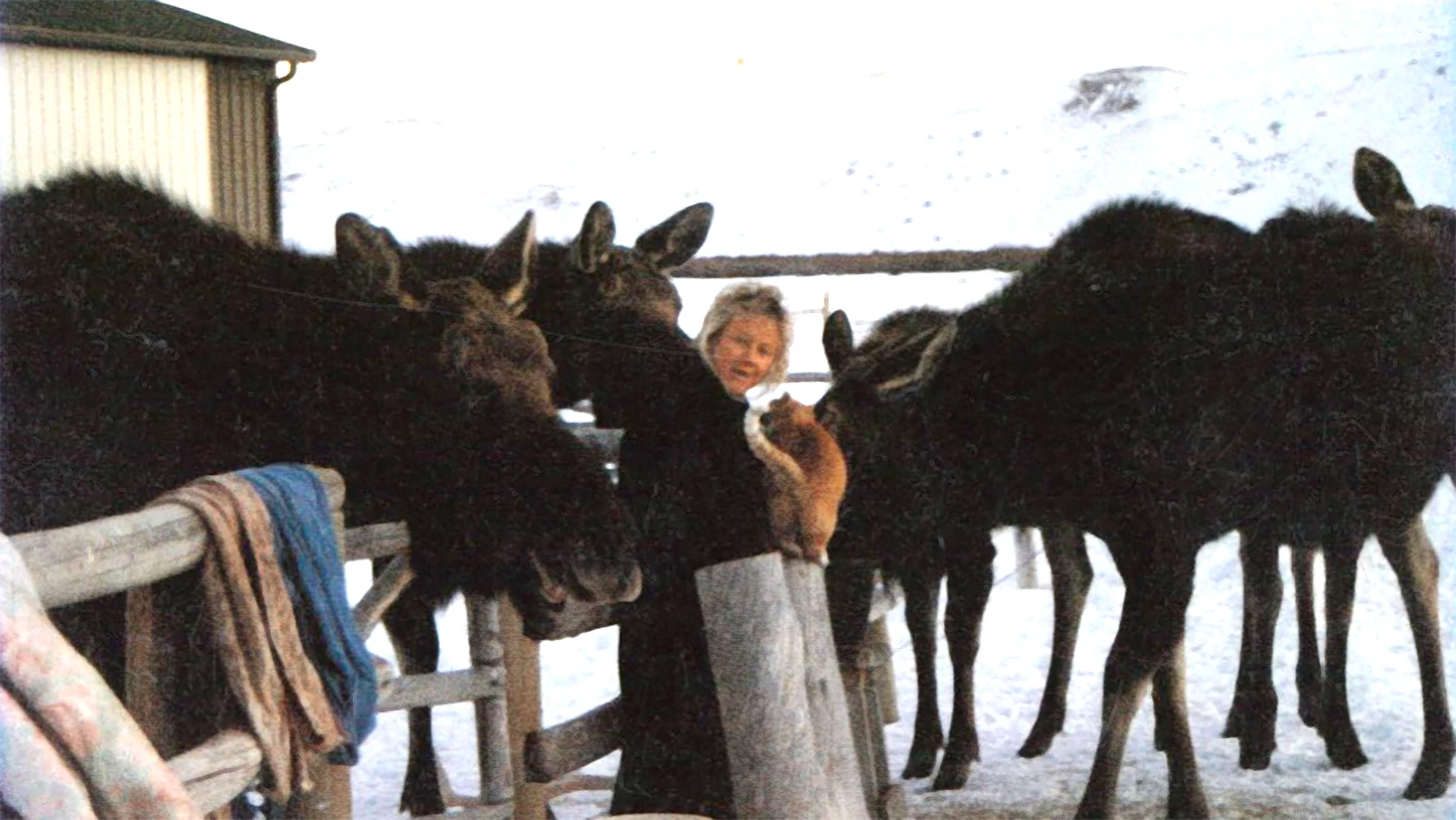 Fish Creek Ranch has long provided the quality habitat and low disturbance that Wyoming Game and Fish says can keep generations of moose returning to the same place.