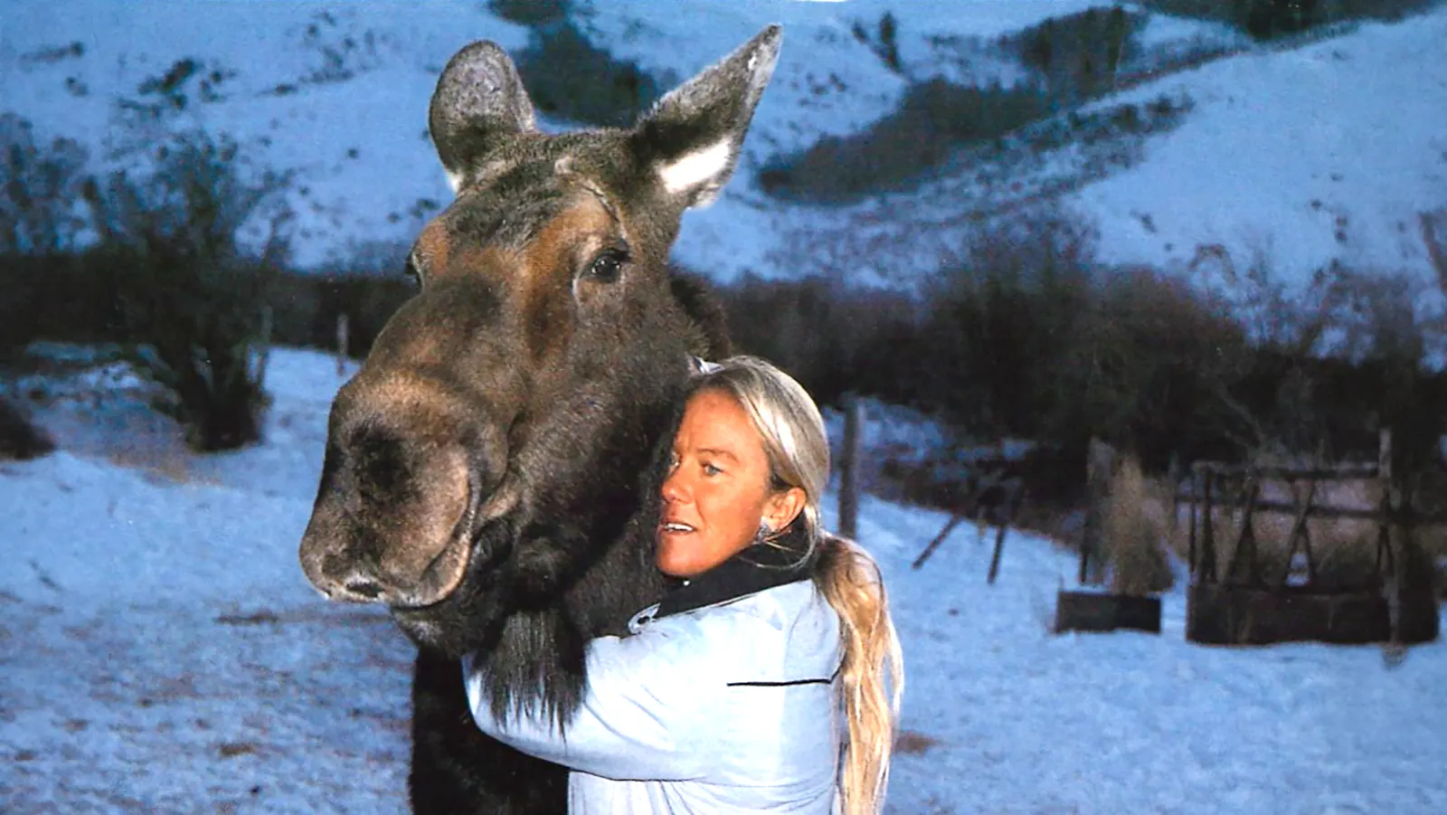 "They just liked me," Pamela Chrisman said of the generations of wild moose that returned to her ranch.