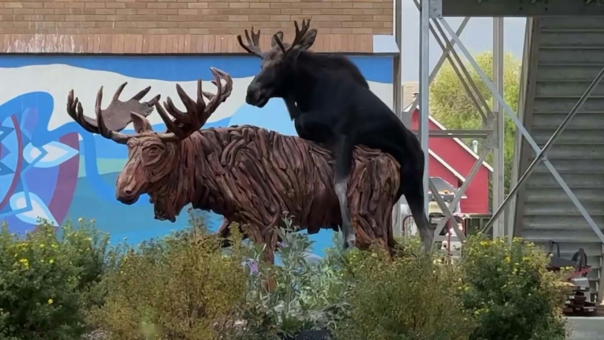 A male moose became infatuated with a life-sized wooden moose standing outside the Roosevelt Center in Red Lodge, Montana, on Monday. He liked the statue so much he tried to mate with it.