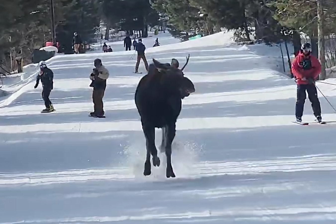 A moose ran down a ski slope at Jackson Hole Mountain Resort with a host of skiers this past weekend.