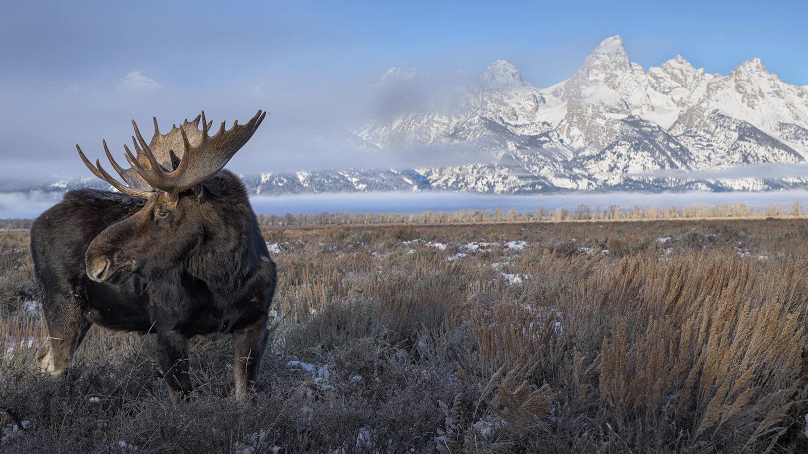 Colorado outdoors and wildlife photographer describes the planning and effort it took to be in just the right place at just the right time to get this stunning pose from a huge bull moose with the Tetons in the background.