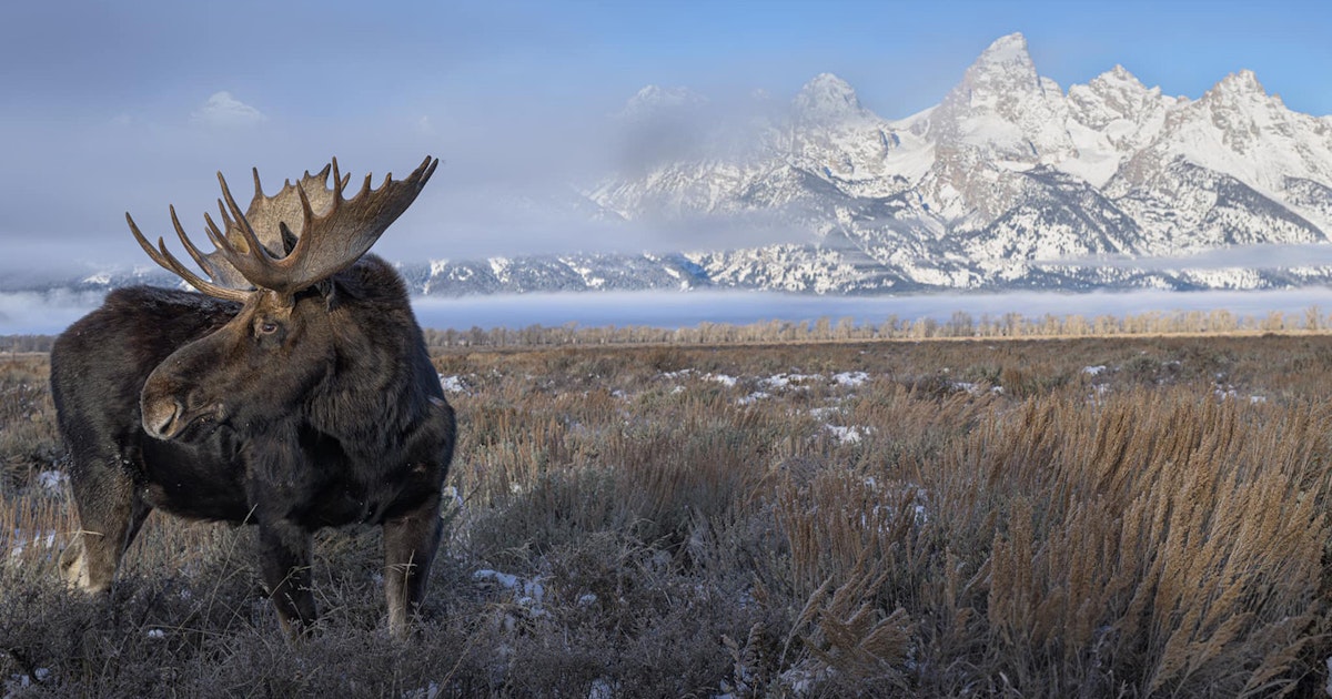 Huge Wyoming Bull Moose Provides Wildlife Photographer Once-In-A-Life span Pose