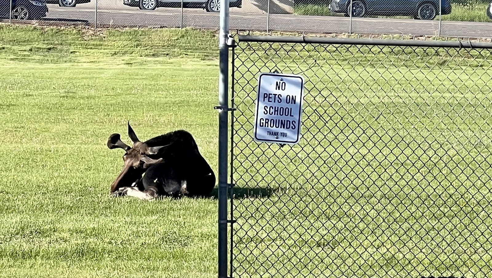 A young bull moose starts to feel the effects of a tranquilizer dart. Game wardens and police officers captured it on the grounds of Slade Elementary School in Laramie early Monday.