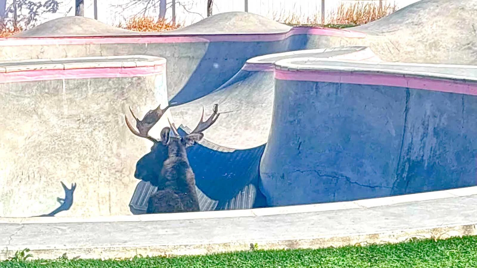 A large bull moose was stuck for hours in a Red Lodge, Montana, skate park on Wednesday, Oct. 7, 2026.