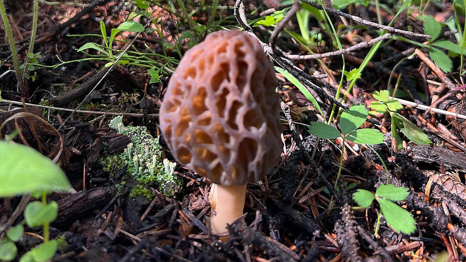 A morel mushroom grows in the Wyoming mountains.