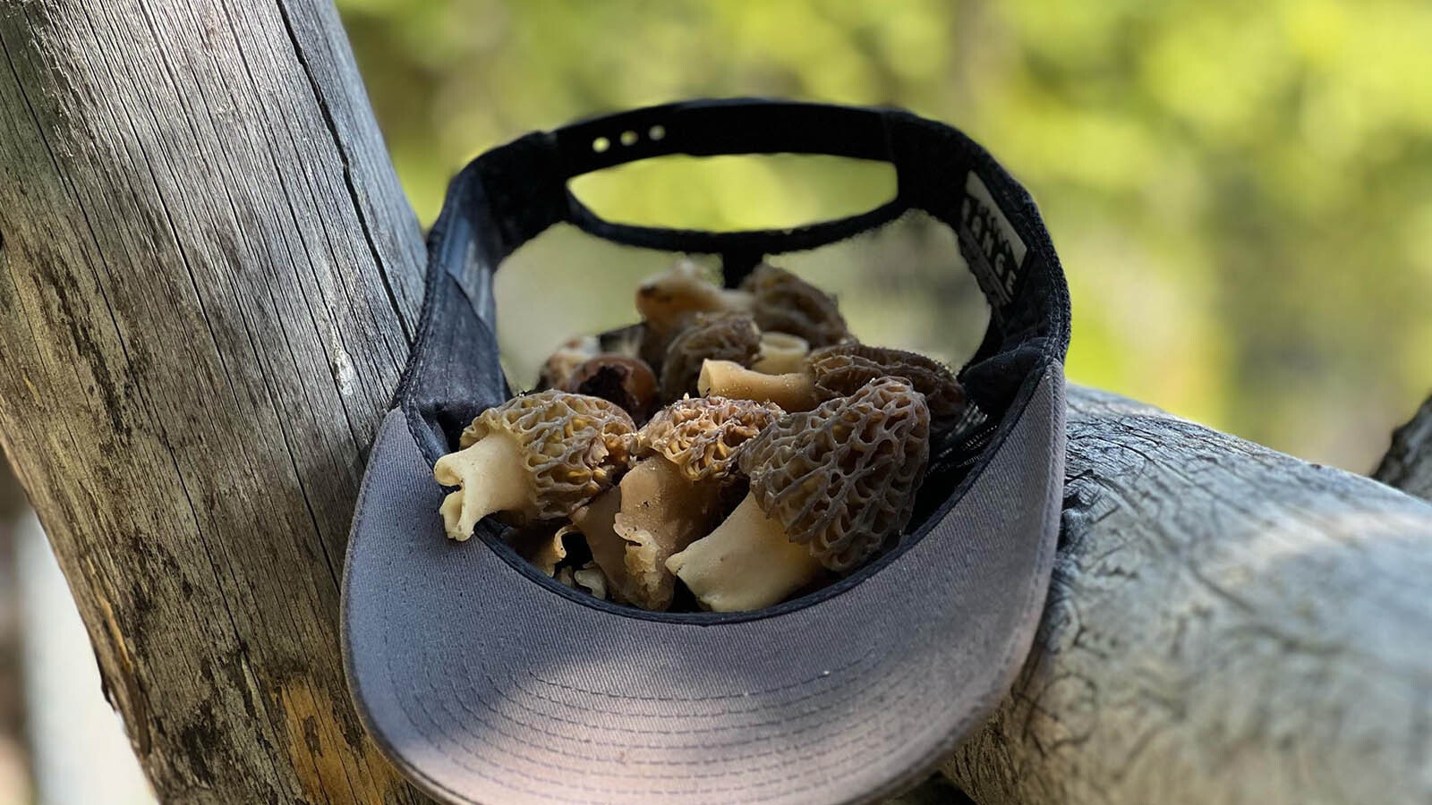Morels in a baseball up in the Wyoming mountains.