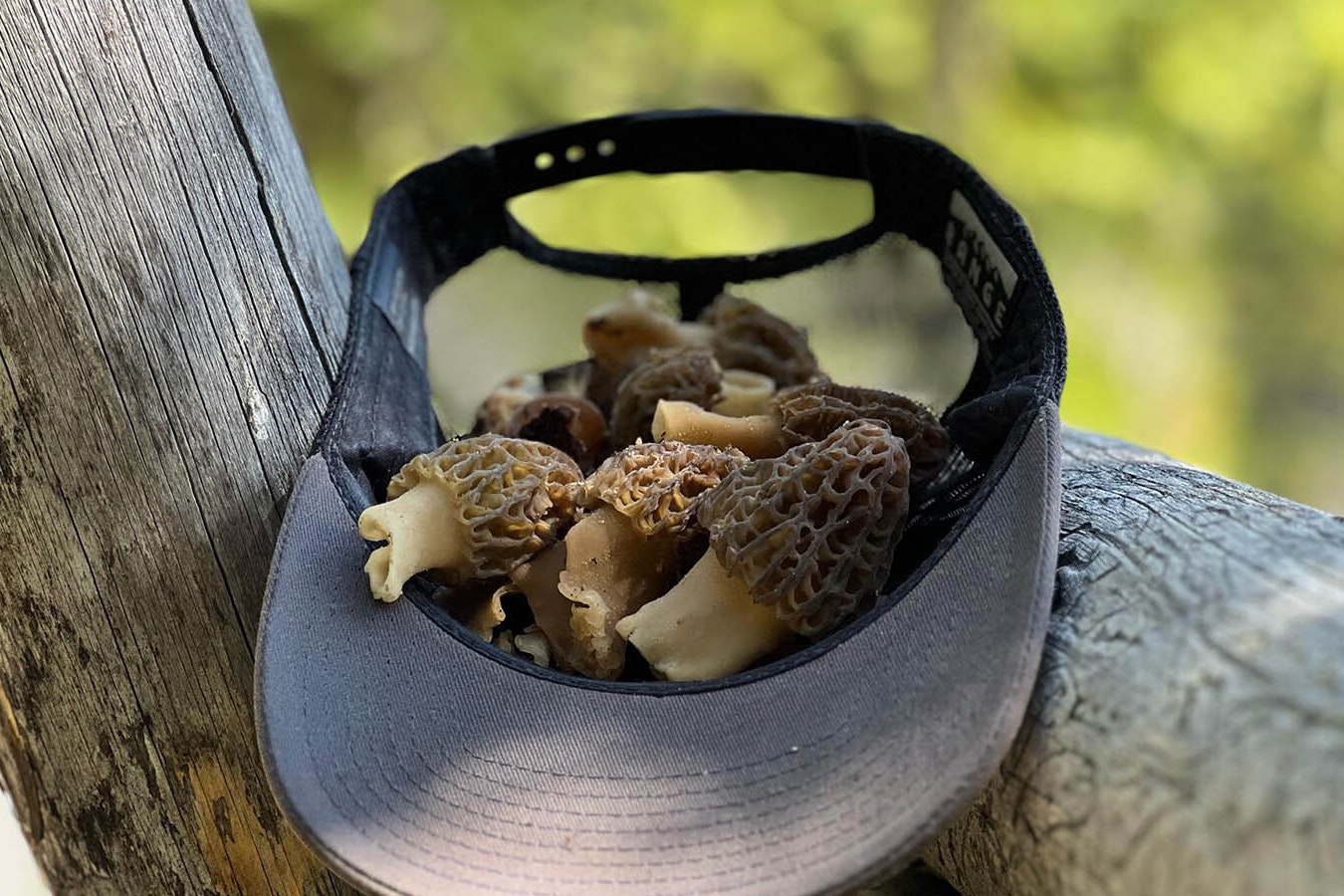 Morels in a baseball up in the Wyoming mountains.