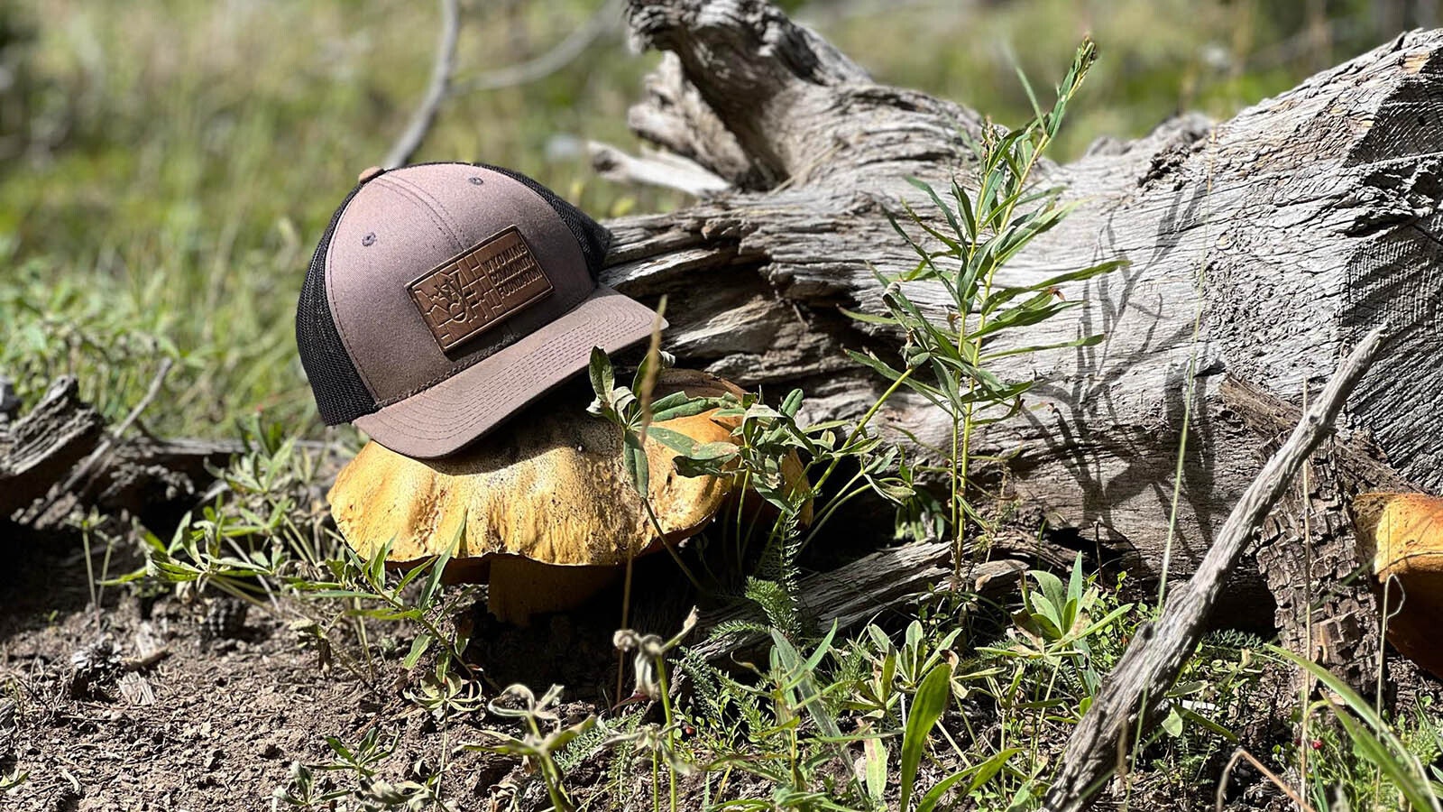 Porcini mushrooms can get quite large and are another favorite mushroom to find in Wyoming.