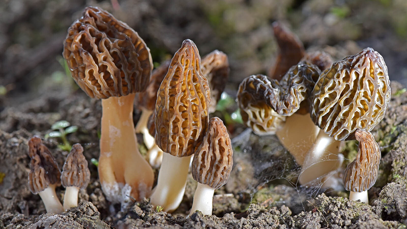 Morel mushrooms are very distinctive-looking.