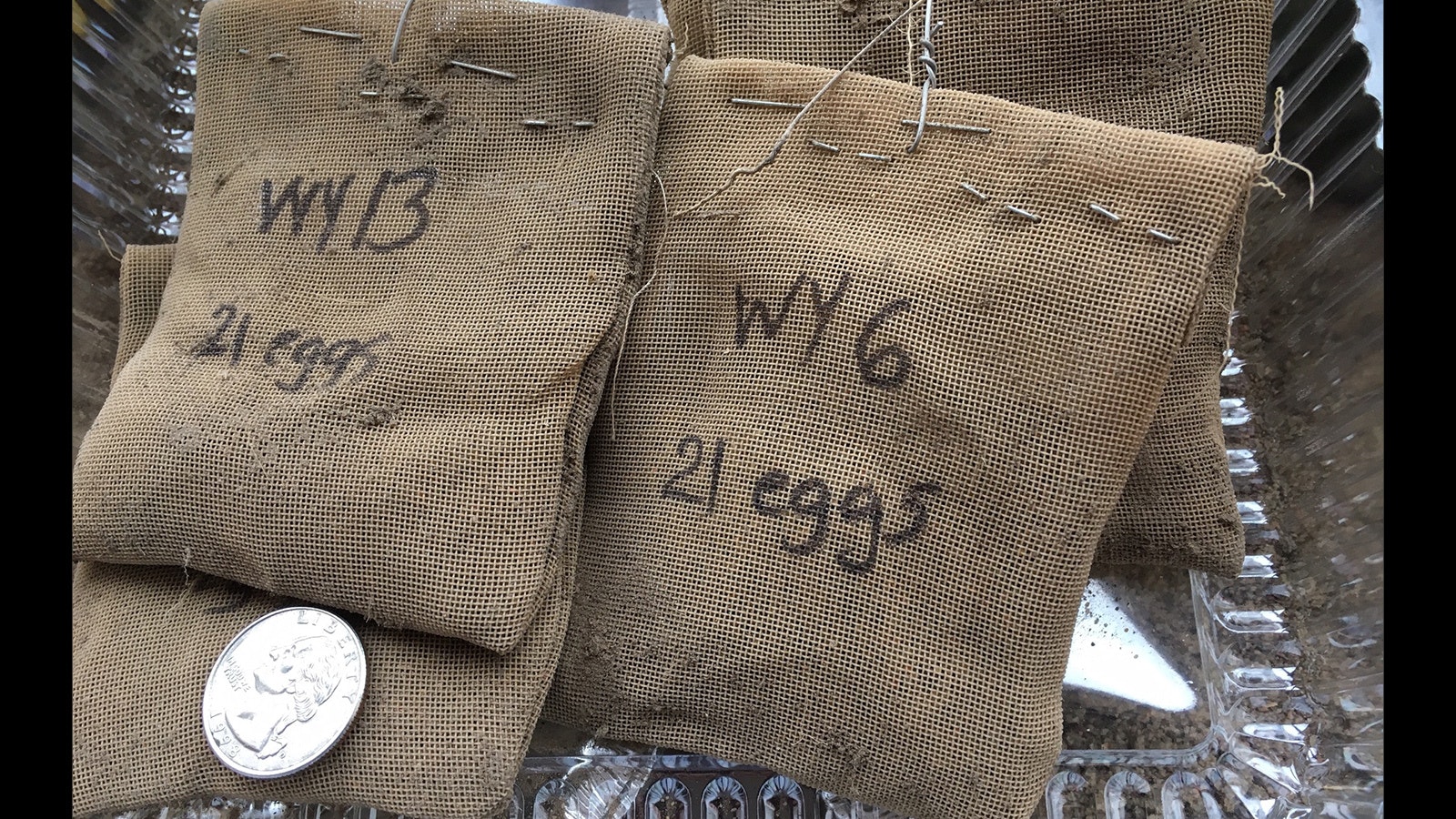 Plastic mesh egg bags like these have been buried in the Bighorns to study the hatching habits of Mormon crickets.