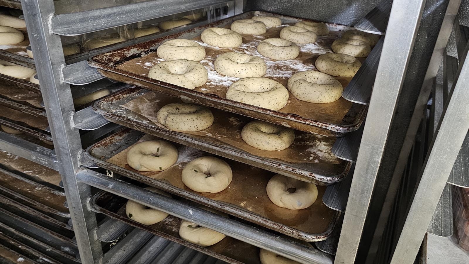 Bagels rising in the proofer overnight. The next morning, they will be boiled then baked for a precise amount of time to create the heavenly bagels for sale at Mort's Bagels in Cheyenne.