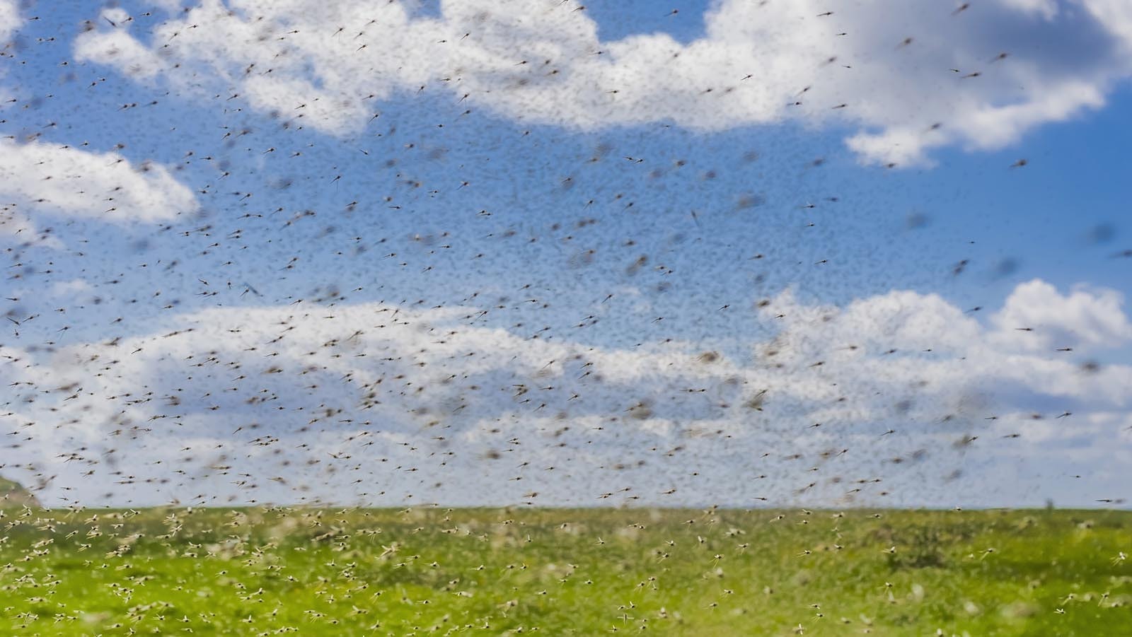 Mosquito swarm 6 19 23
