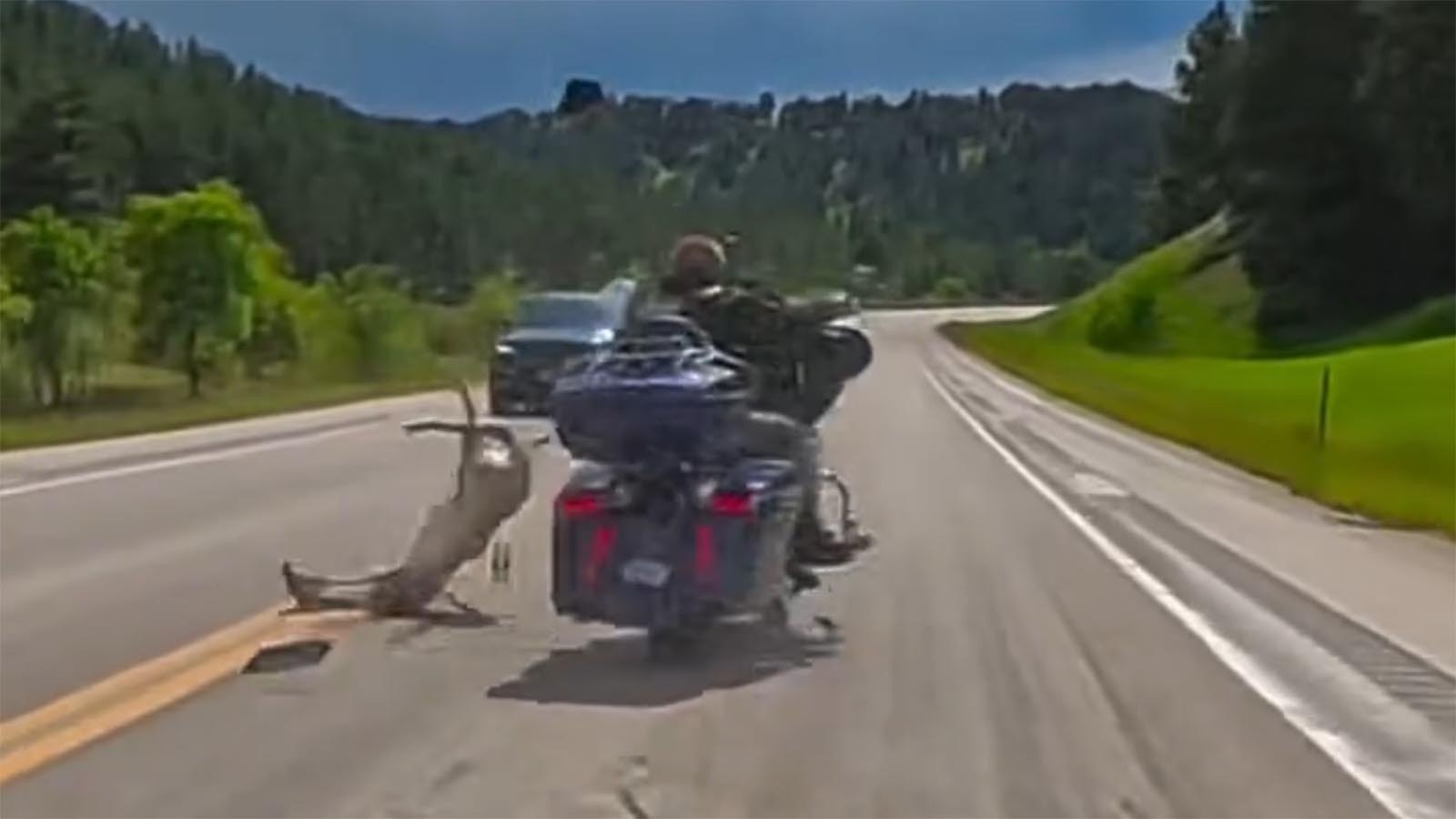 Motorcyclist Kyle Hamilton counts himself as extremely lucky, after he managed to keep his Harley-Davidson motorcycle upright after plowing into a white-tailed deer doe near Devils Tower. This video was taken from a camera mounted on the motorcycle of his friend riding behind him on June 6.