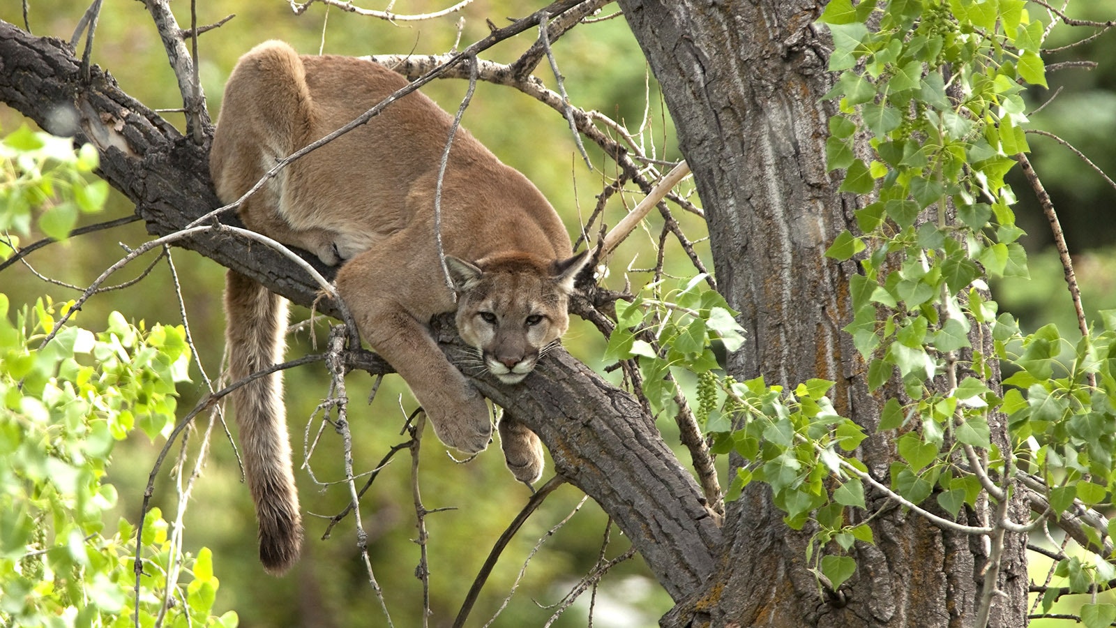 Mountain Lion 10 2 24