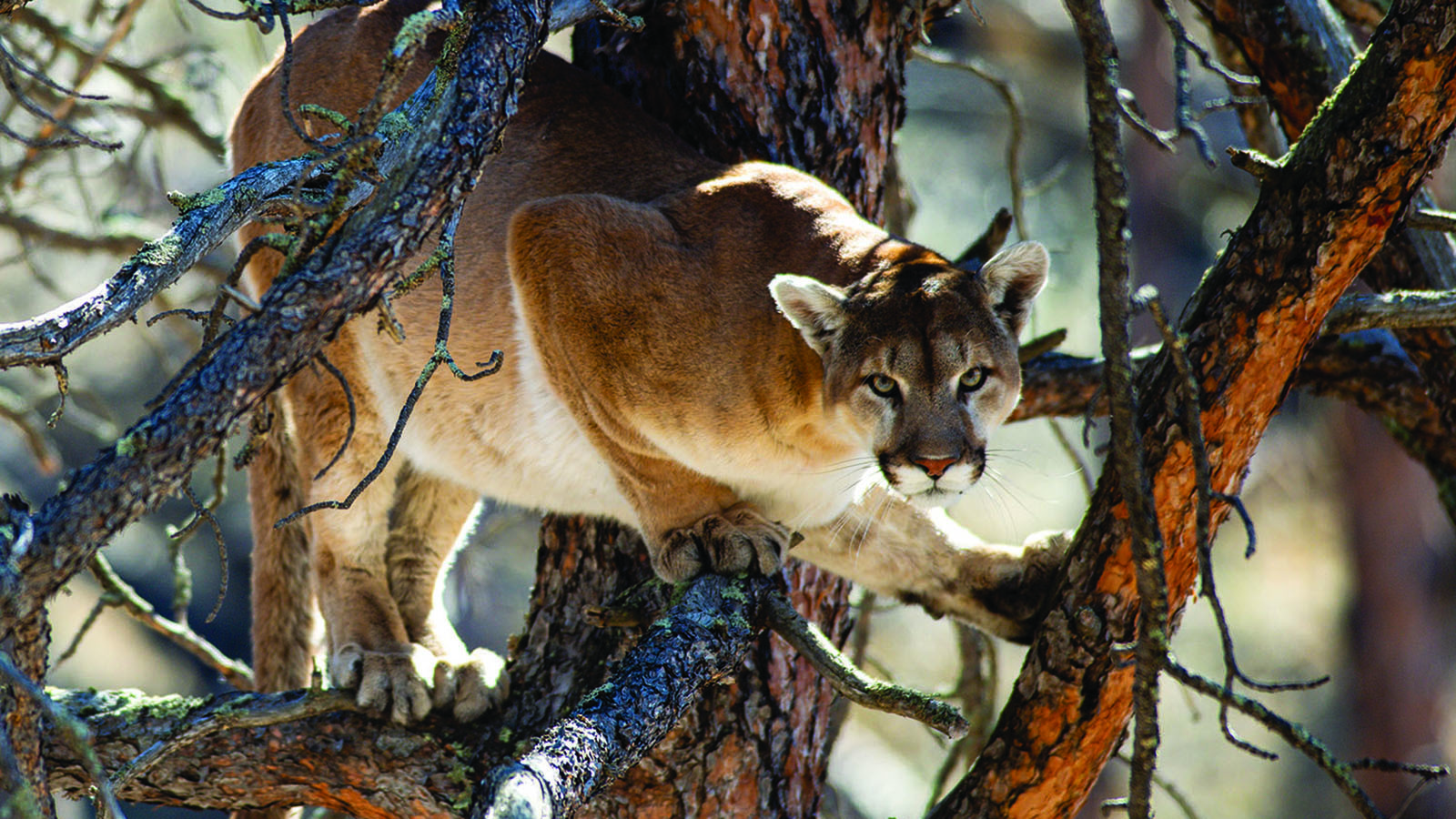 A mountain lion lurks in a tree in the Metcalf Wildlife Management Area in Sheridan County, Nebraska.