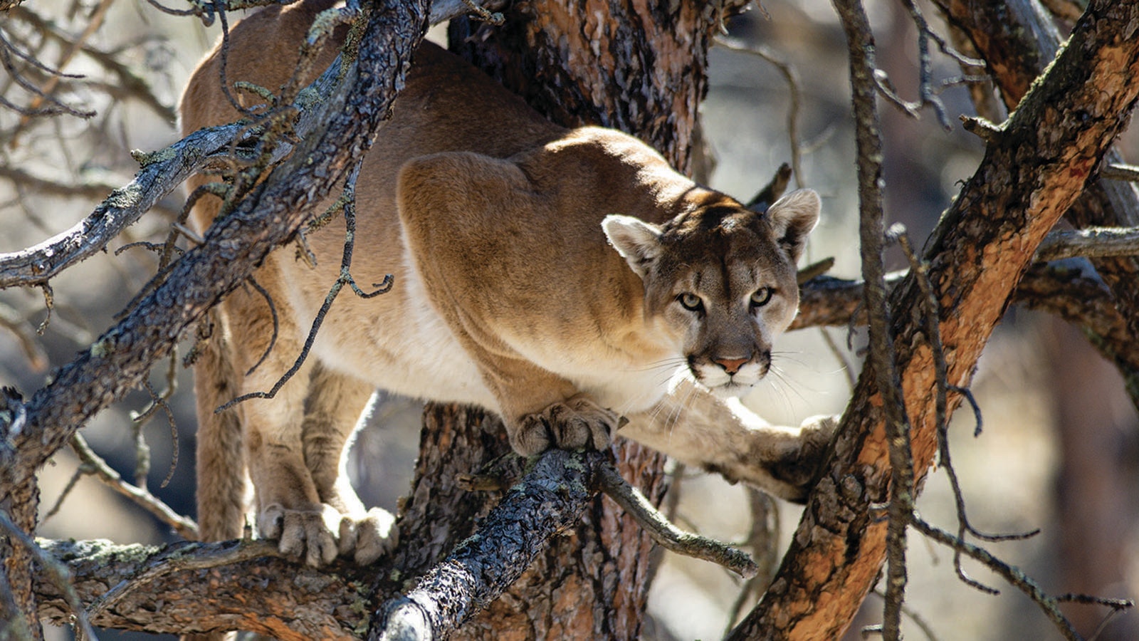 A mountain lion lurks in a tree in the Metcalf Wildlife Management Area in Sheridan County, Nebraska.