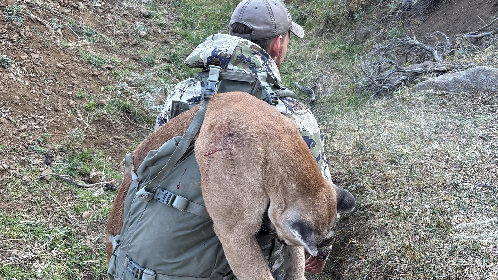 An elk hunt near Sybille Canyon in southeast Wyoming became a mountain lion hunt for Matt Rivord of Laramie. He said more and more mountain lions have been showing up there.