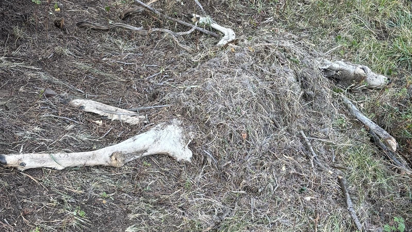 The photo shows were a mountain lion killed a mule deer and stashed its carcass by partially burying it. Hunting guide Matt Rivord said it’s an increasingly common sight in one of his favorite hunting areas, near Sybille Canyon in southeast Wyoming.